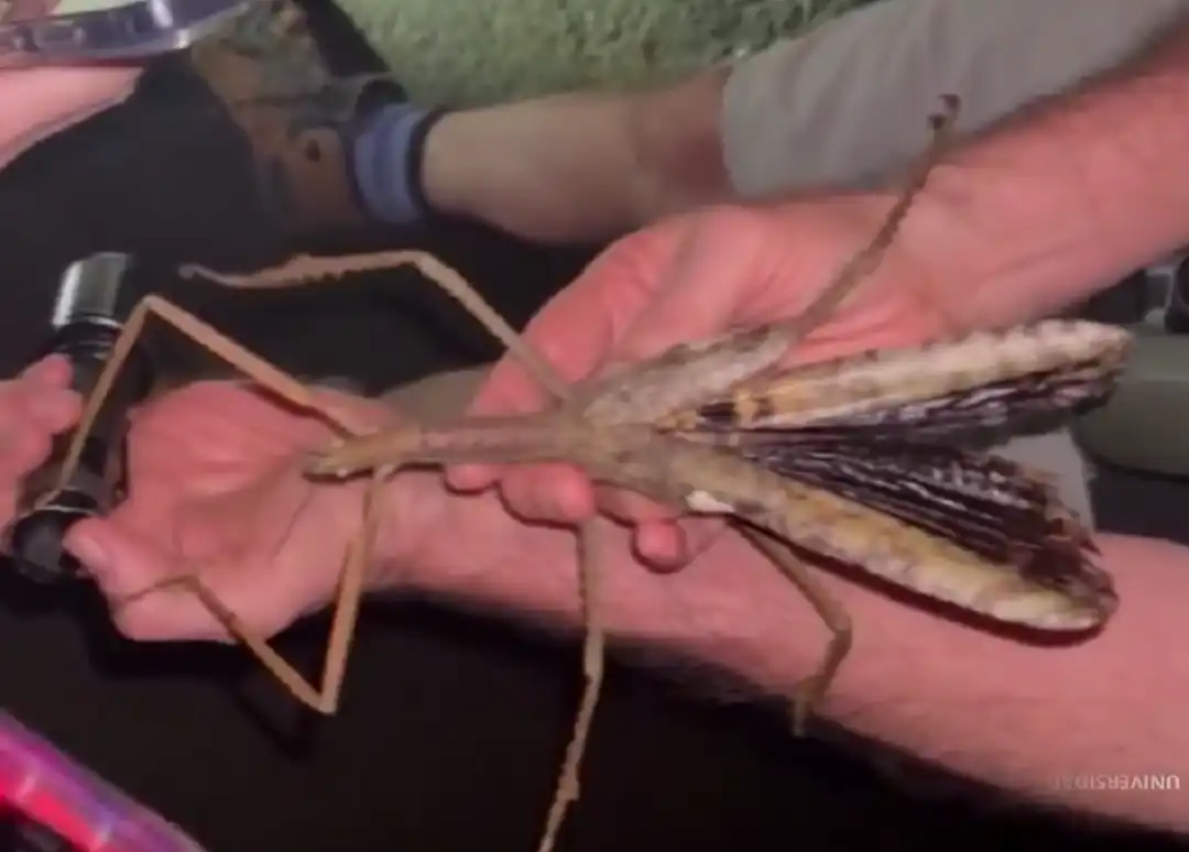VIDEO: Descubren un insecto palo gigante en Australia