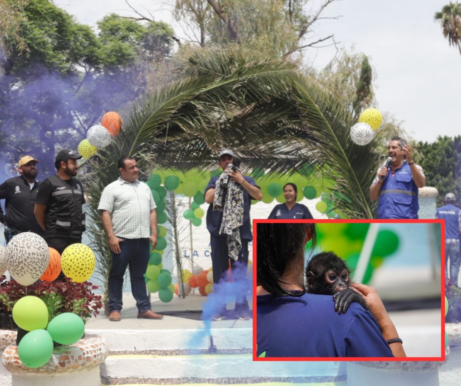 &#8220;Botitas&#8221;: presentan a mono araña de seis meses en el Parque Hidalgo
