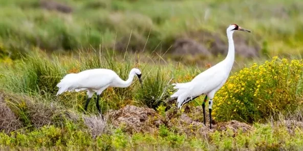 El ave más alta de América del Norte regresa tras rozar la extinción