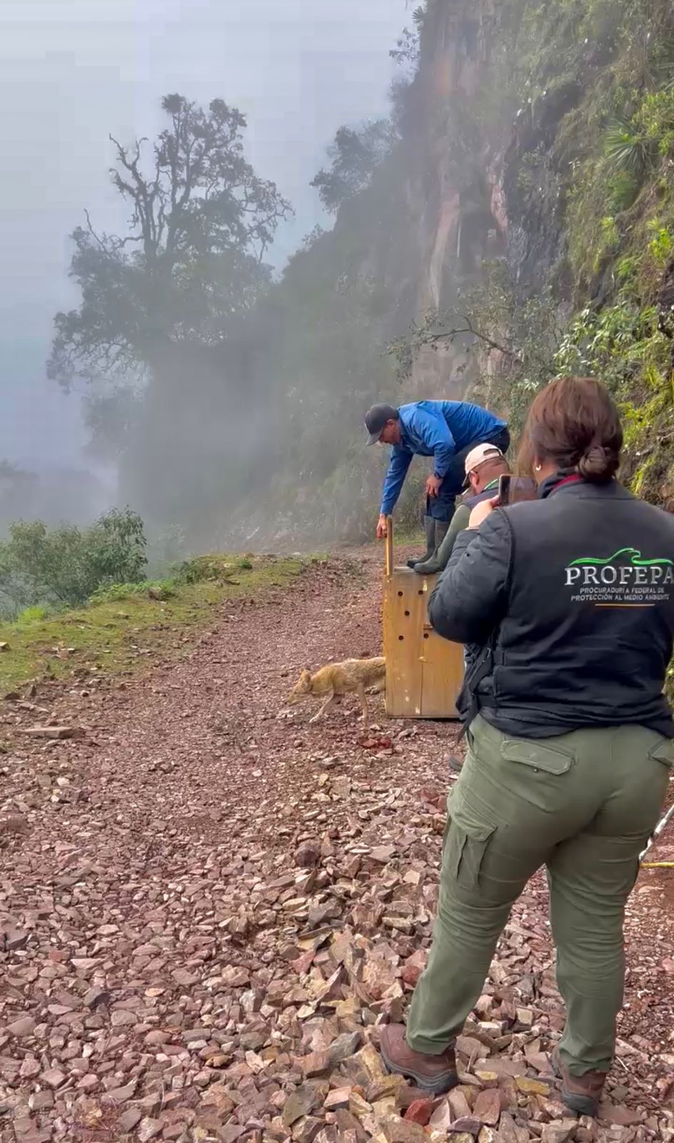 Libres y sanos, liberan a cinco animales silvestres tras ser rescatados en Durango