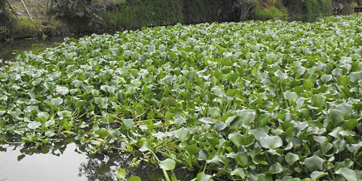 Productores poblanos recibirán fertilizante orgánico hecho con lirio de Valsequillo