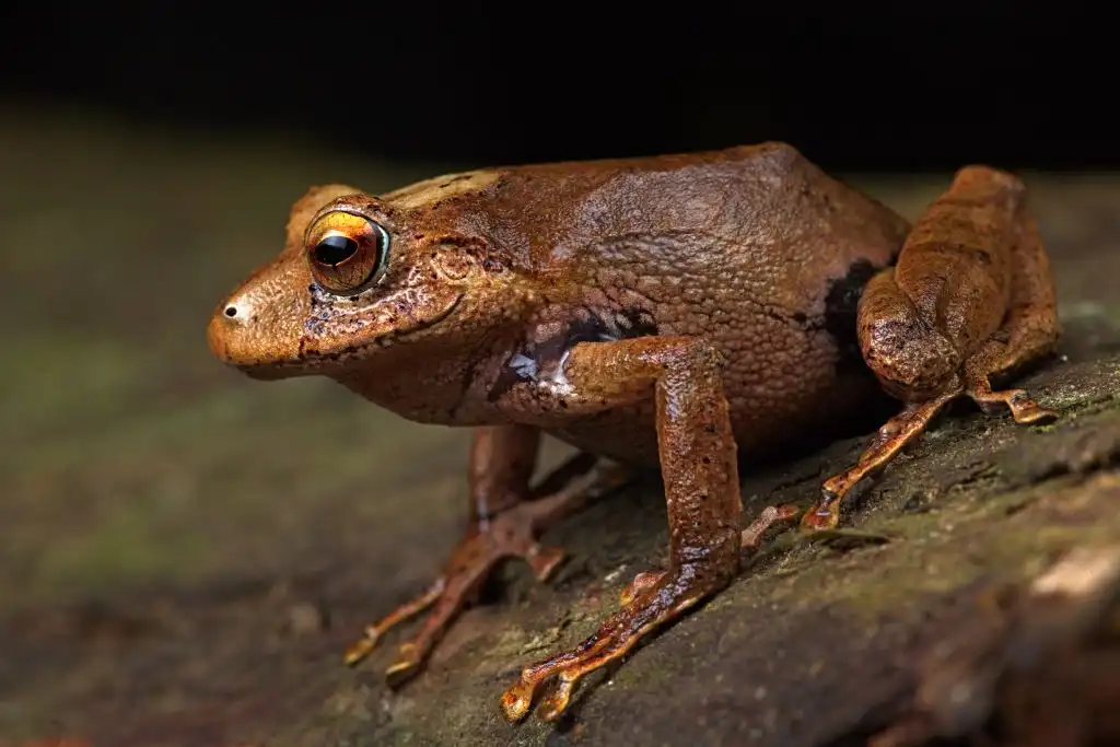 Ojos amarillos y cantos agudos: nuevas especies de rana revelan la riqueza biológica de Perú