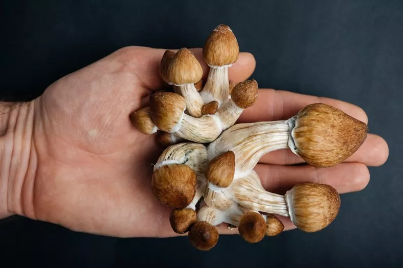 hongos envejecimiento