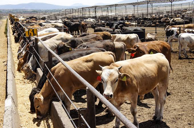Durango volverá a exportar ganado a EE. UU. tras 51 días de suspensión