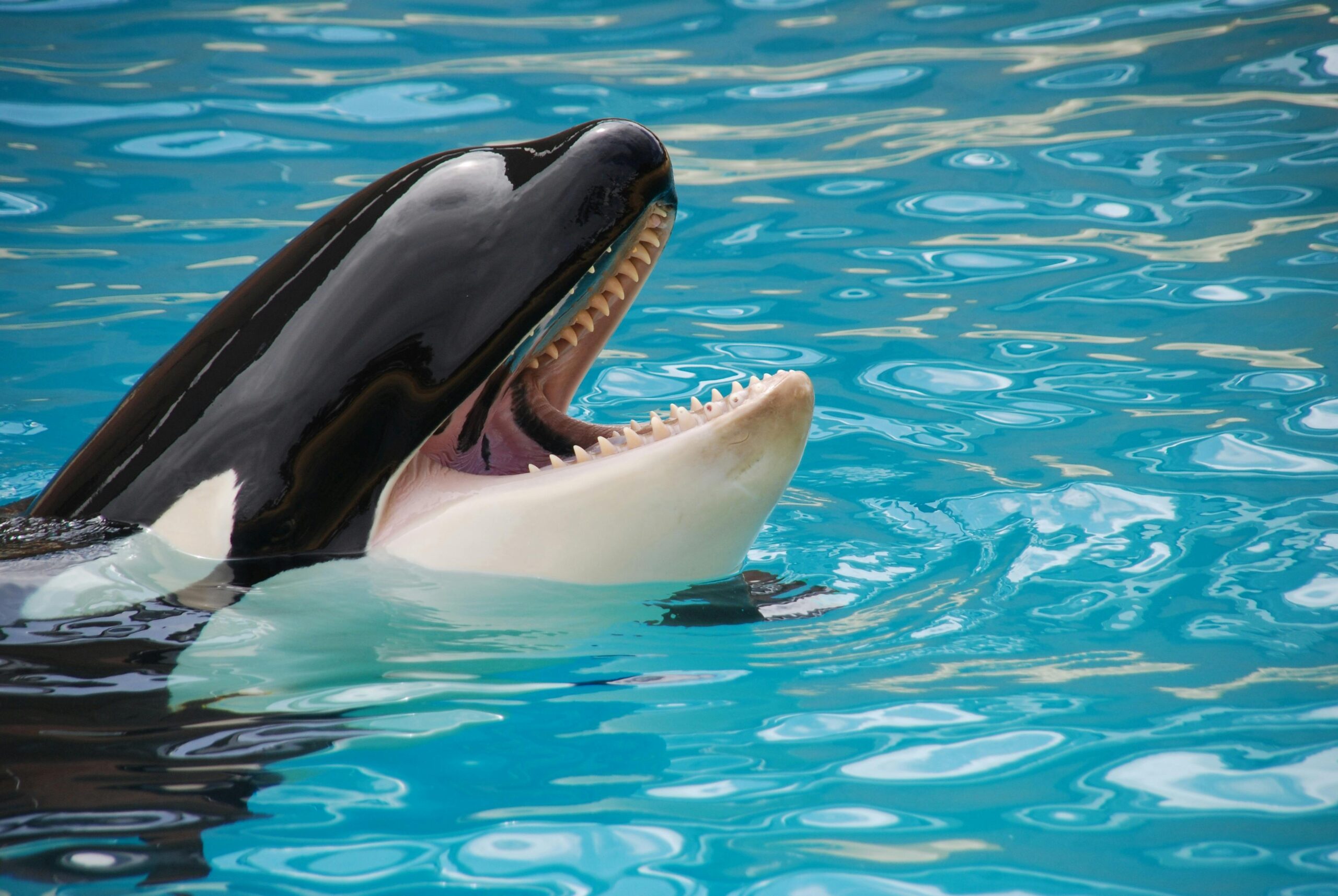 ¿Altruismo animal? Científicos documentan cómo las orcas salvajes comparten presas con los humanos
