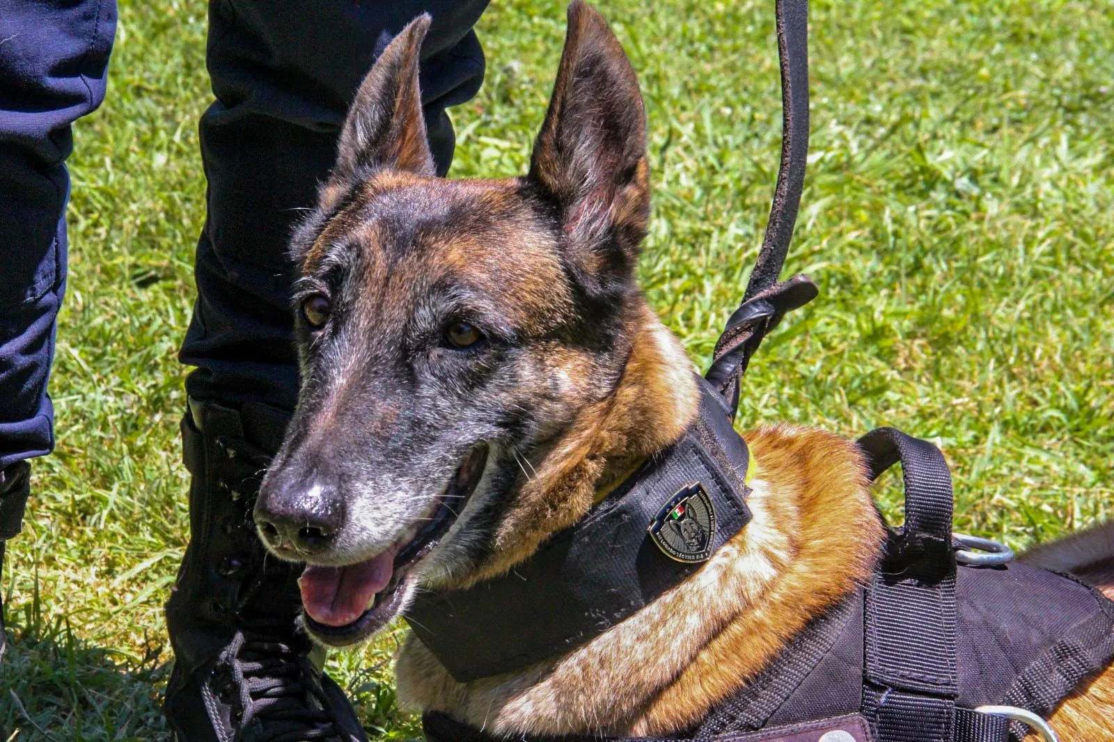 Certifican función policial y detección de aromas de grupo K9 municipal