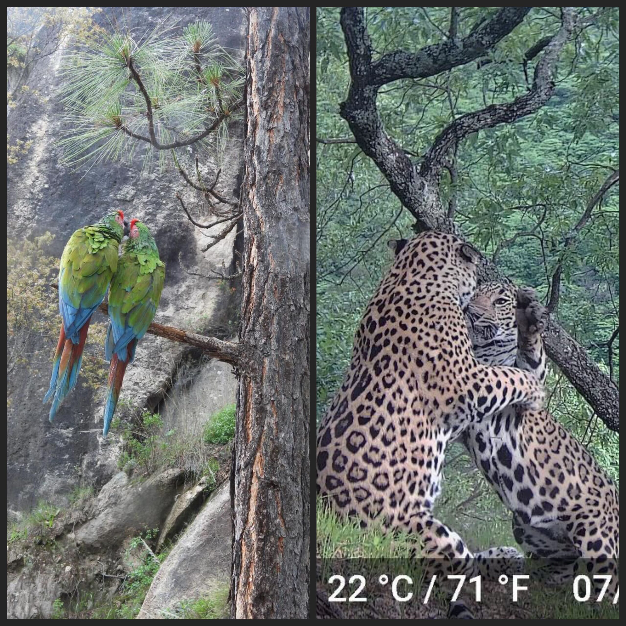 Jaguar y aves serranas encuentran refugio en bosques de Durango