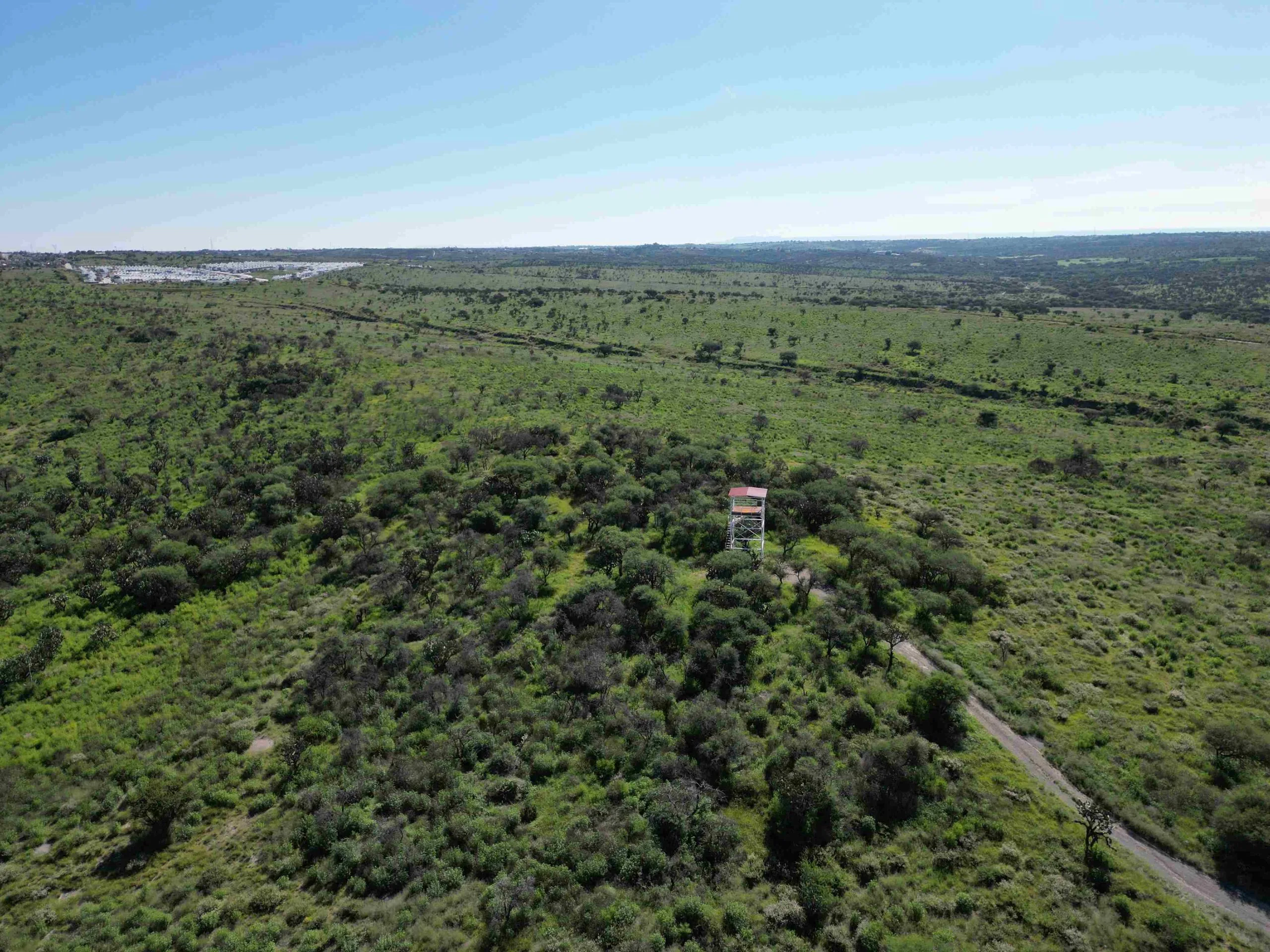 Reforestan 200 árboles en Bosque de Cobos