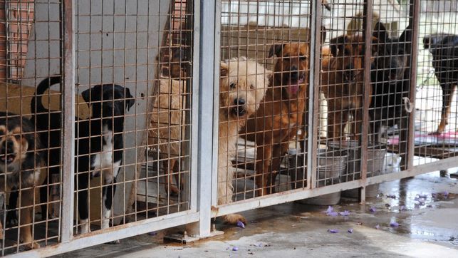 Municipio asegura que sacrificios de animales en Aguascalientes han disminuido