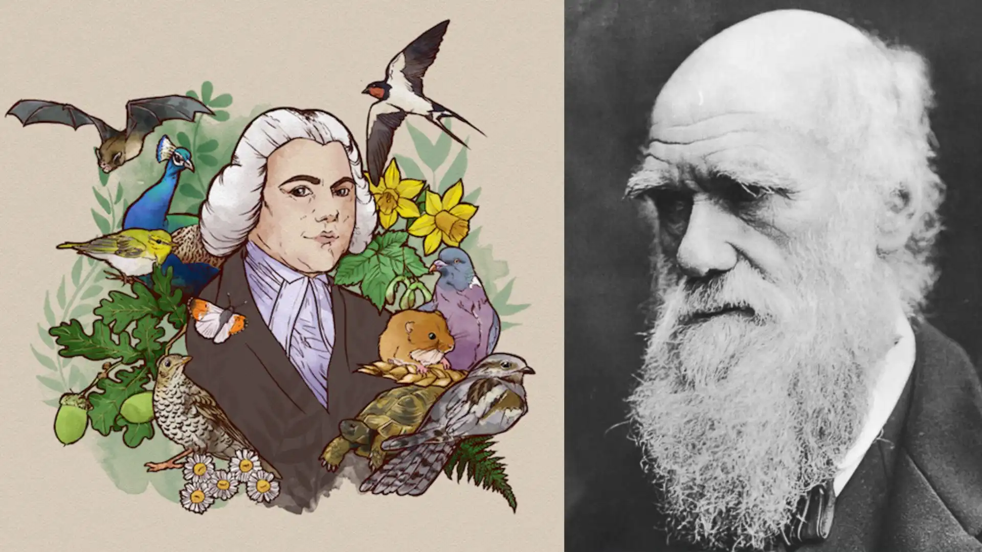 Gilbert White: el clérigo y naturalista que inspiró a Darwin y es poco reconocido