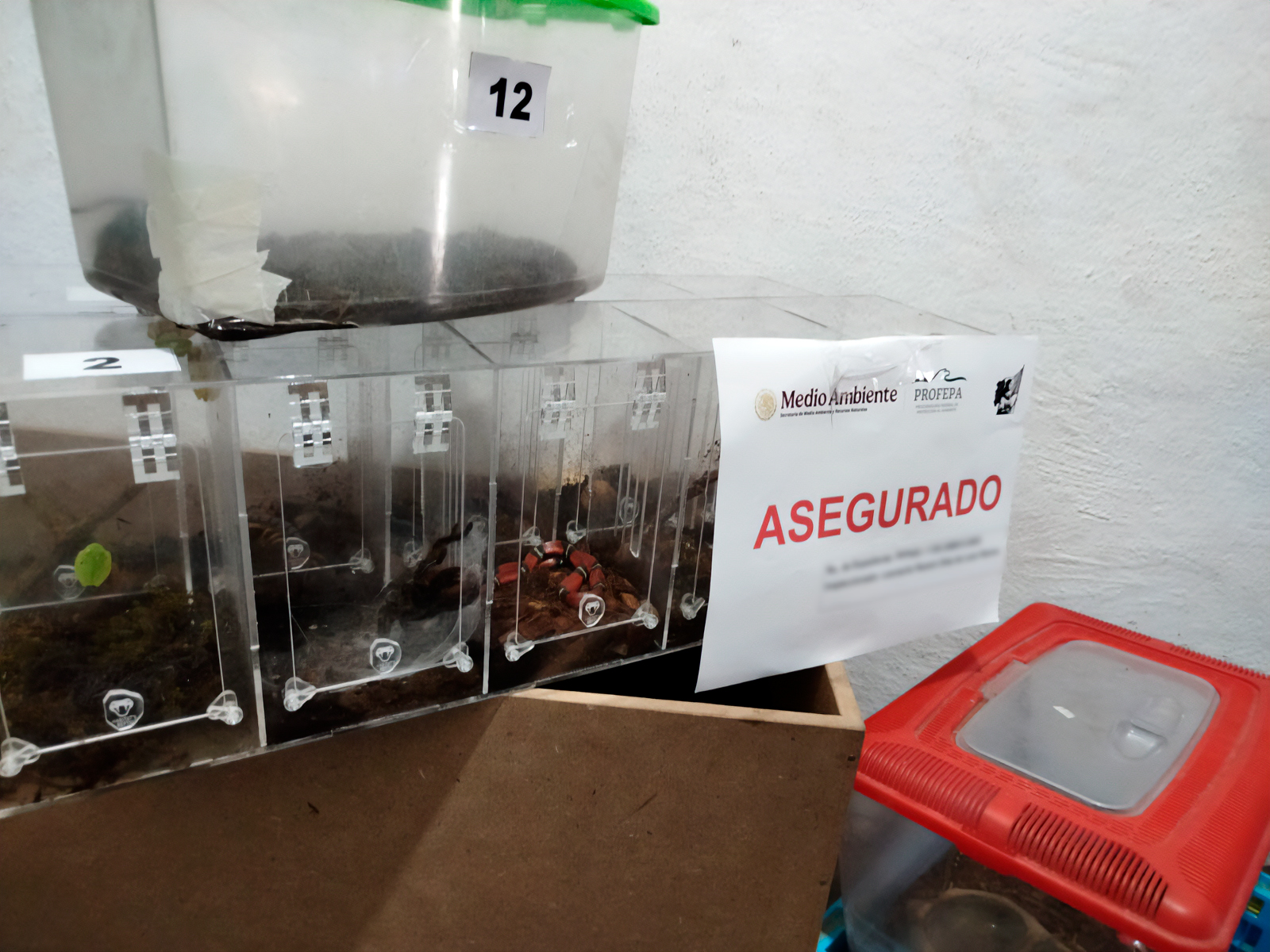 Rescatan 55 animales protegidos en Aguascalientes: ranas, ajolotes e iguanas asegurados tras venta ilegal