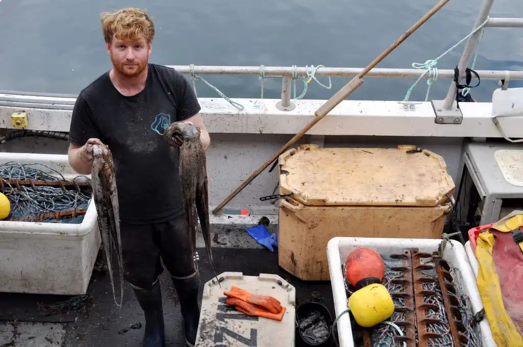 La inesperada plaga de pulpos que &#8216;trastorna&#8217; la vida de los pescadores: ¿a qué se debe?