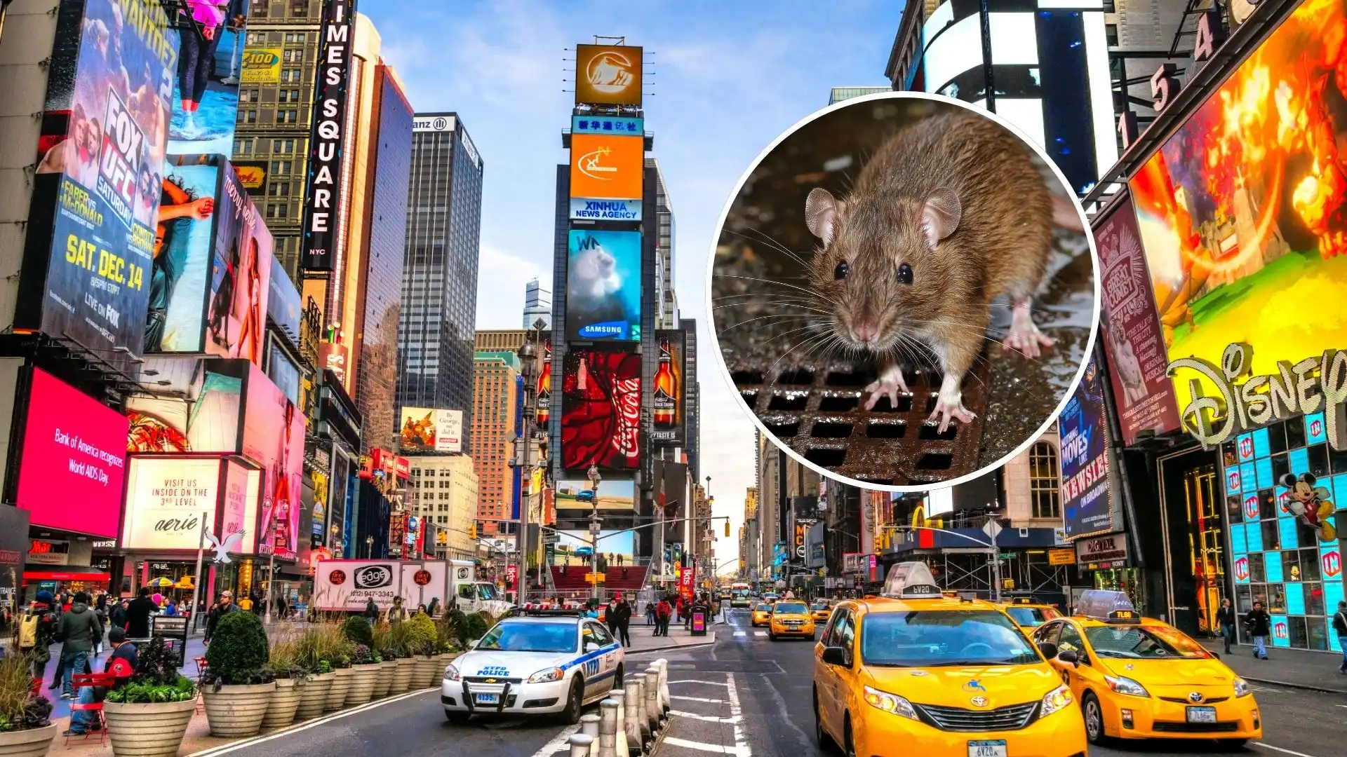 Anticonceptivos, gases y aplicaciones: las armas de Nueva York contra las ratas