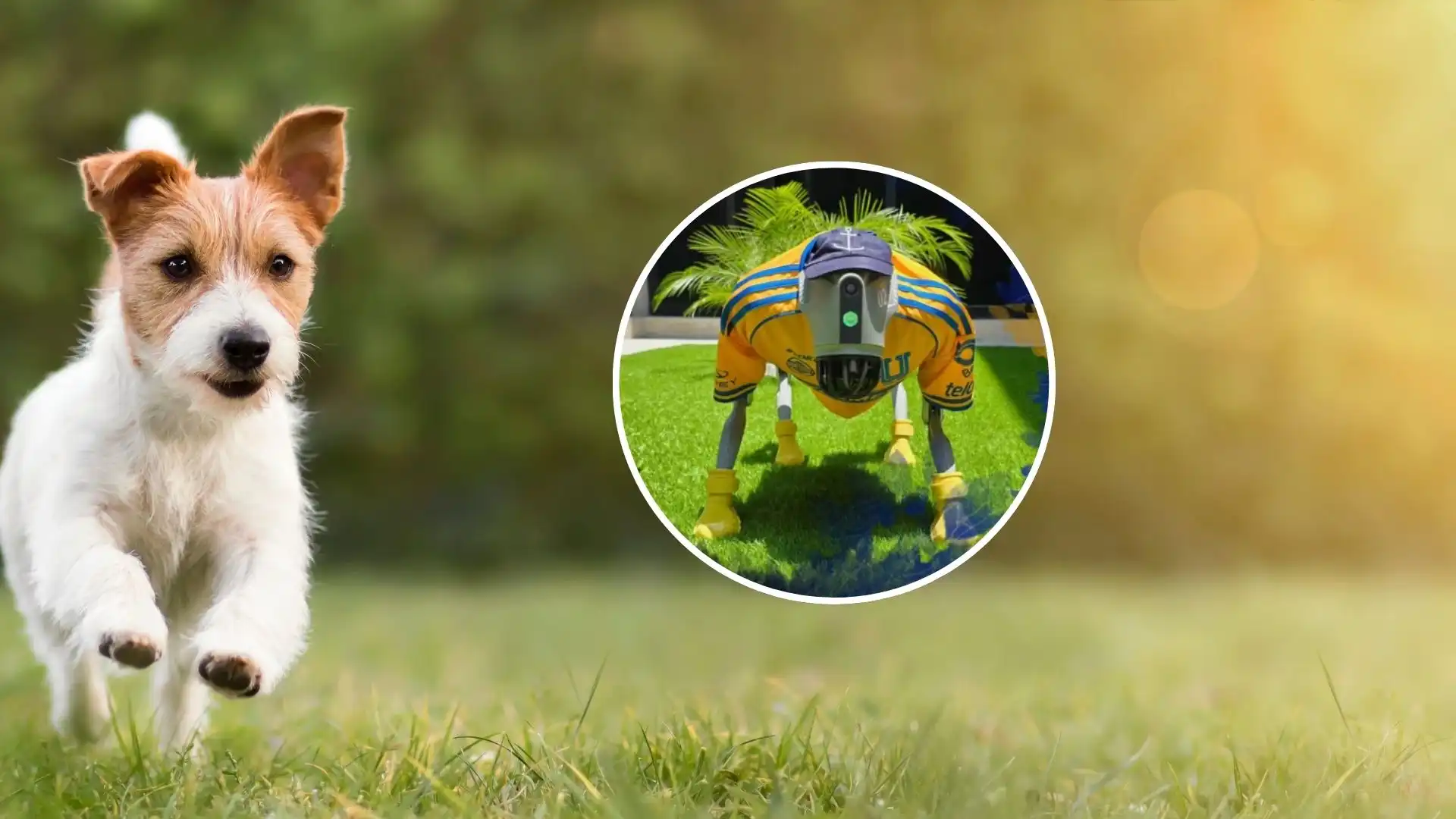 Waldog, la ‘mascota’ robot que busca frenar el maltrato animal en México