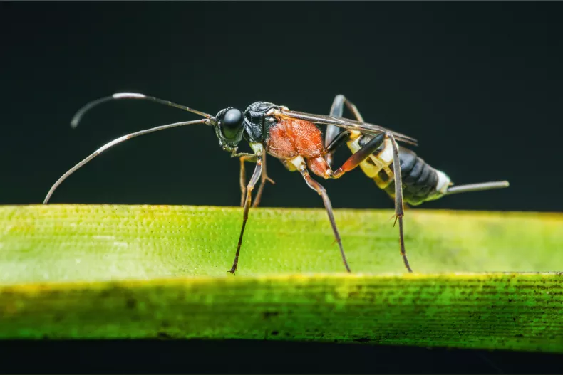 Dos nuevas especies de avispas parásitas aparecen en América del Norte contra todo pronóstico