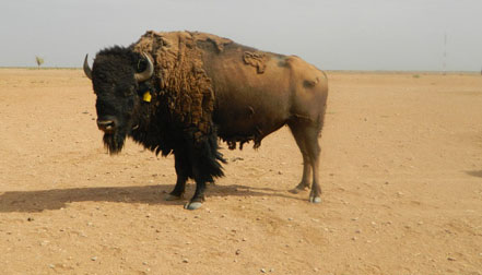 Bisontes mexicanos resisten frontera, extinción y narcotráfico