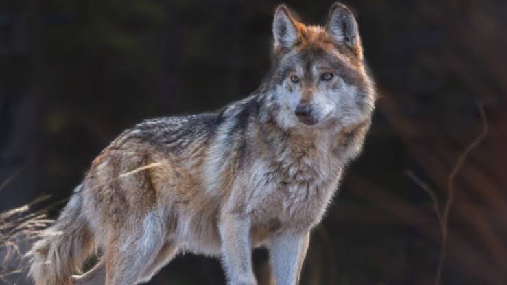 Liberarán lobos grises en la Sierra de Durango