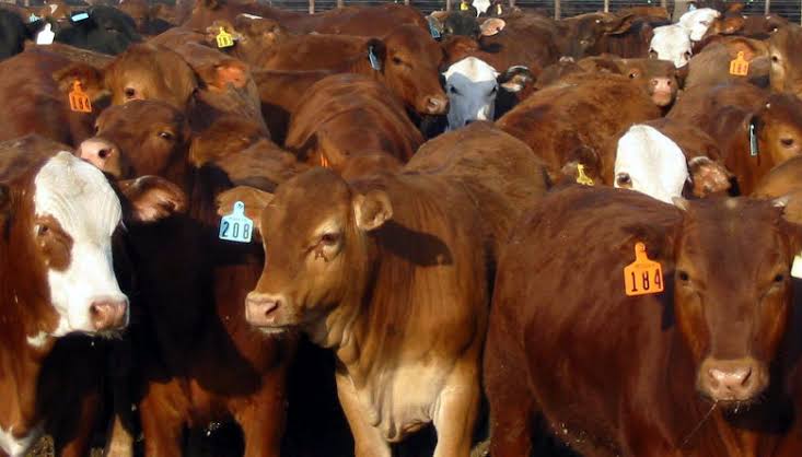 Durango, Sonora y Coahuila liderarán estrategia nacional para exportar carne