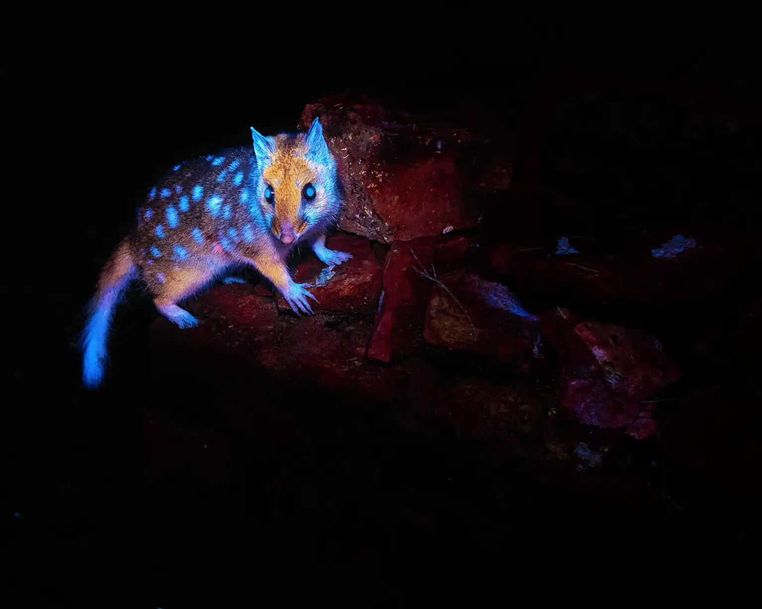Así es el marsupial cuyo pelaje brilla en la oscuridad
