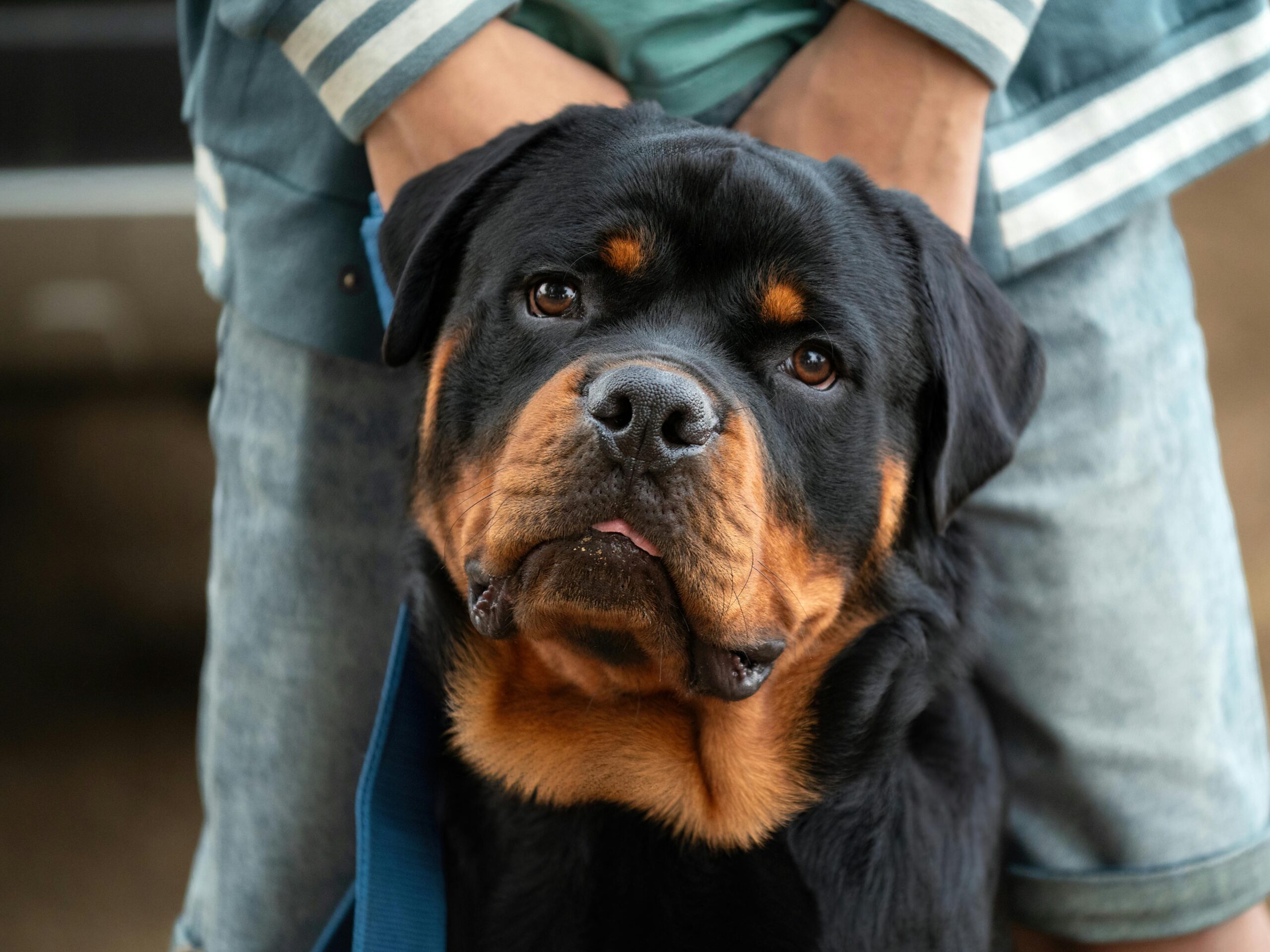 Niño de 9 años muere tras ataque de rottweiler en Francia