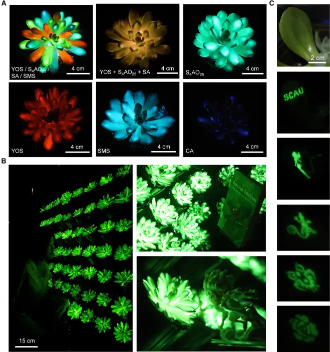 plantas brillantes