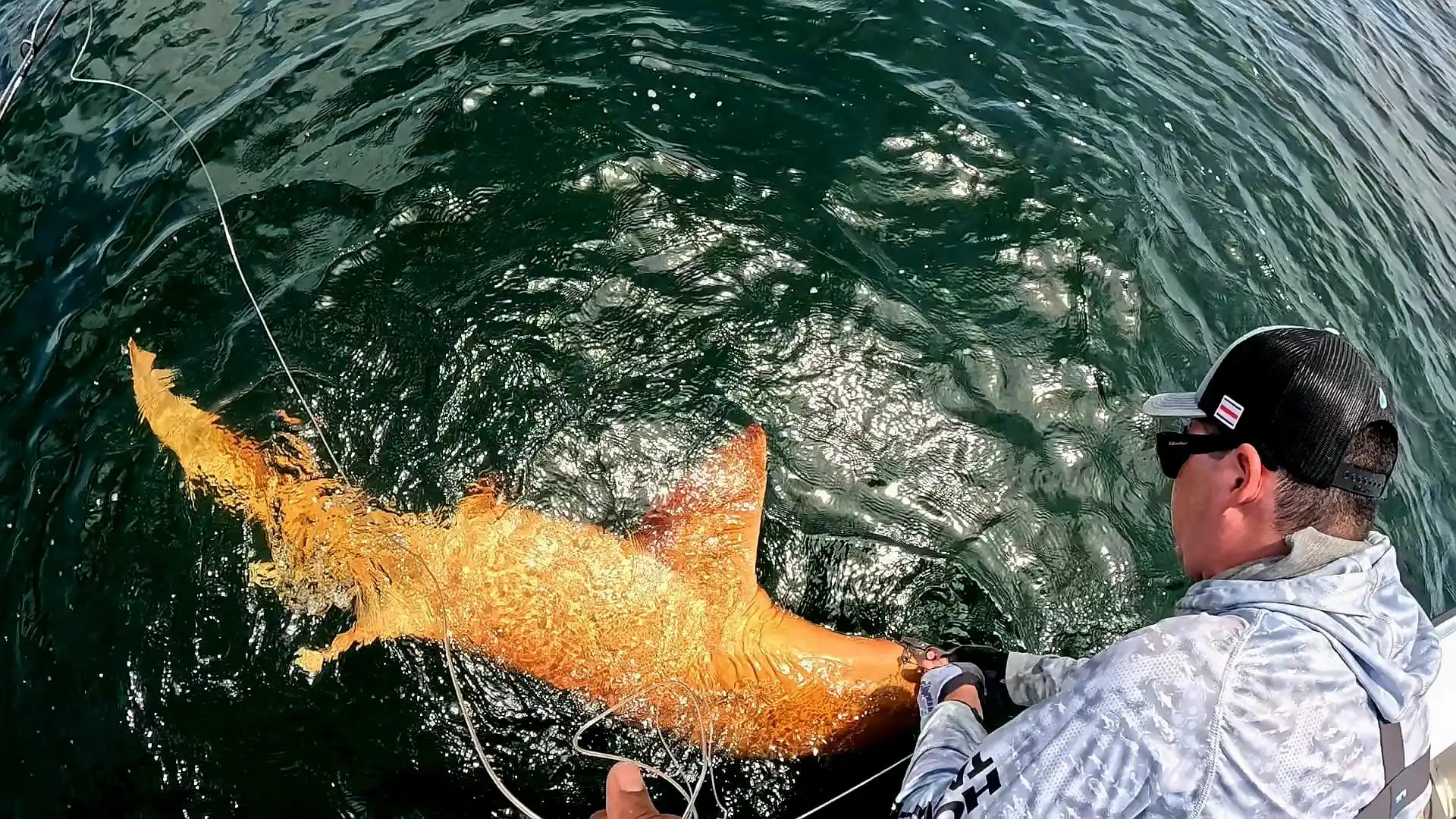 Como pintado a mano: descubren en Costa Rica un tiburón naranja de ojos perlados