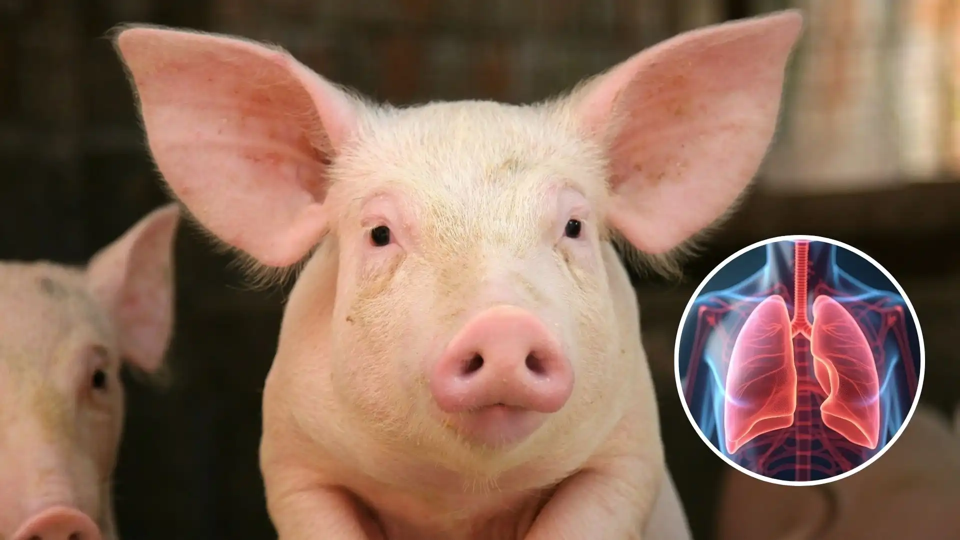 Primer trasplante de pulmón de cerdo a humano marca un hito en la medicina: esto se sabe