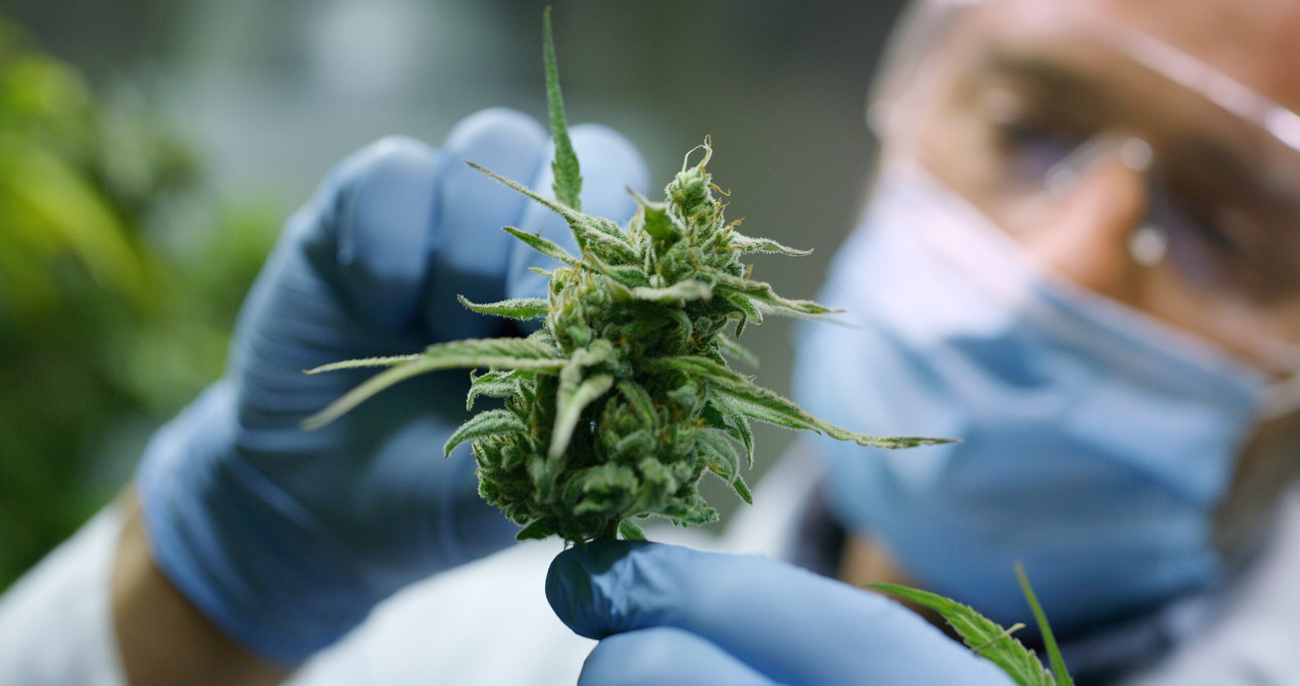 Científicos advierten que el consumo de cannabis podría afectar la fertilidad femenina