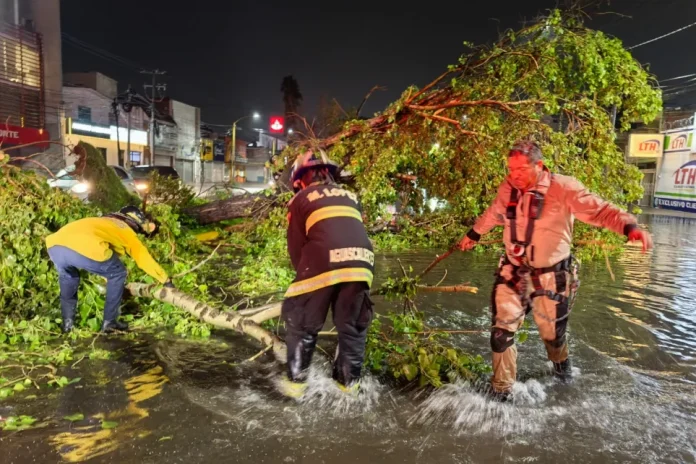 Reportan 400 árboles caídos en Aguascalientes durante temporada de lluvias
