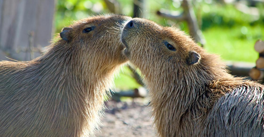 Cae asistencia en el Parque Hidalgo tras salida de capibaras