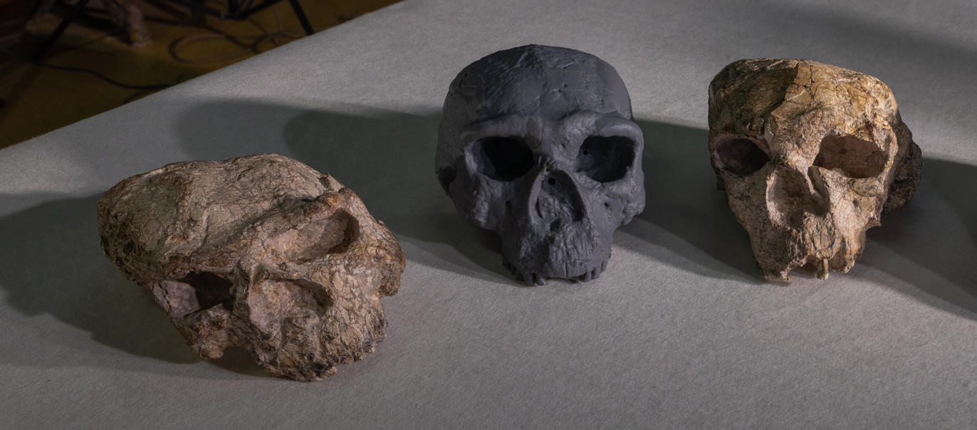 Descubrimiento de un cráneo de un millón de años “cambia por completo” la historia de la evolución humana