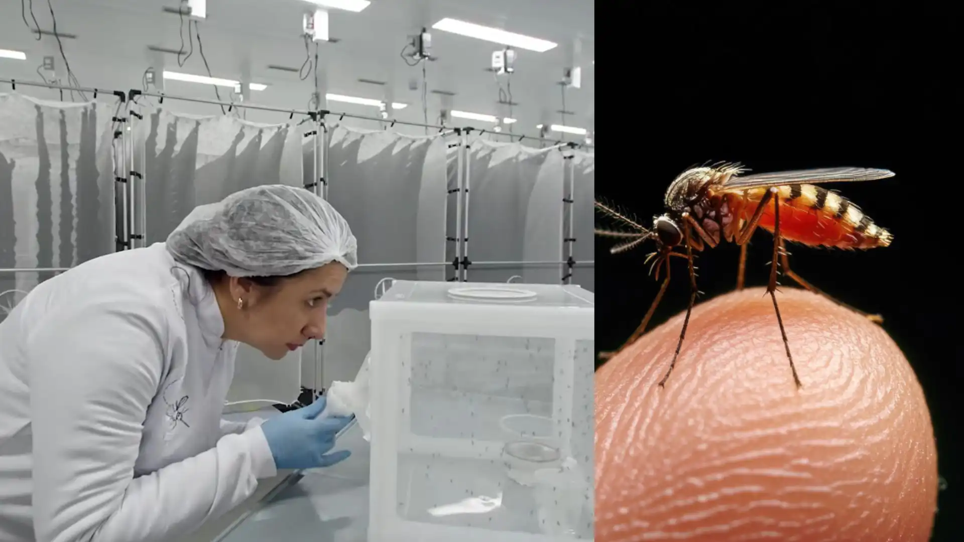 Conoce la fábrica de mosquitos más grande del mundo que busca frenar el dengue: ¿de dónde sacan la sangre para alimentarlos?