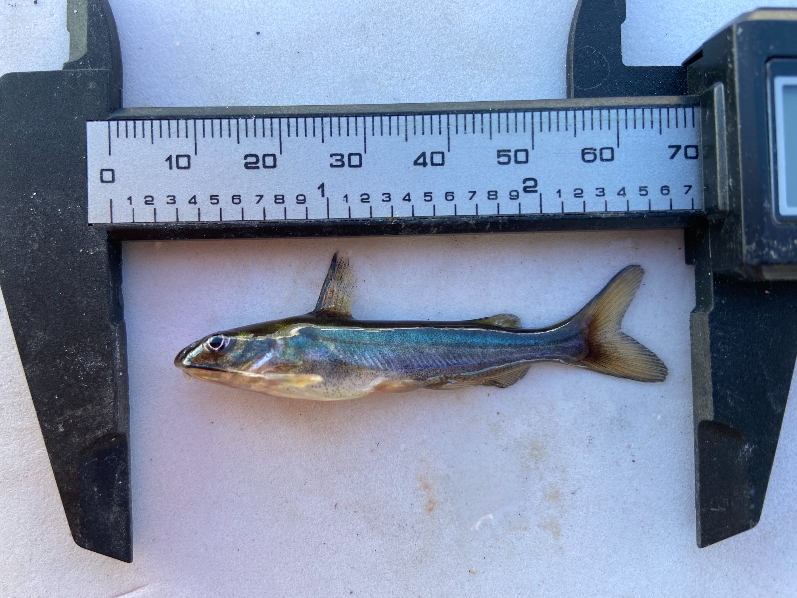 “Ictalurus nazas”: descubren en Durango nueva especie de pez único en el mundo