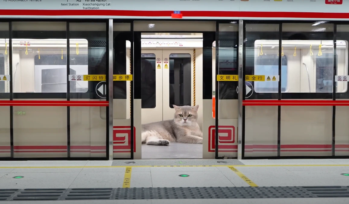 Youtuber construye una ciudad entera para sus gatos con metro funcional, restaurantes y supermercados