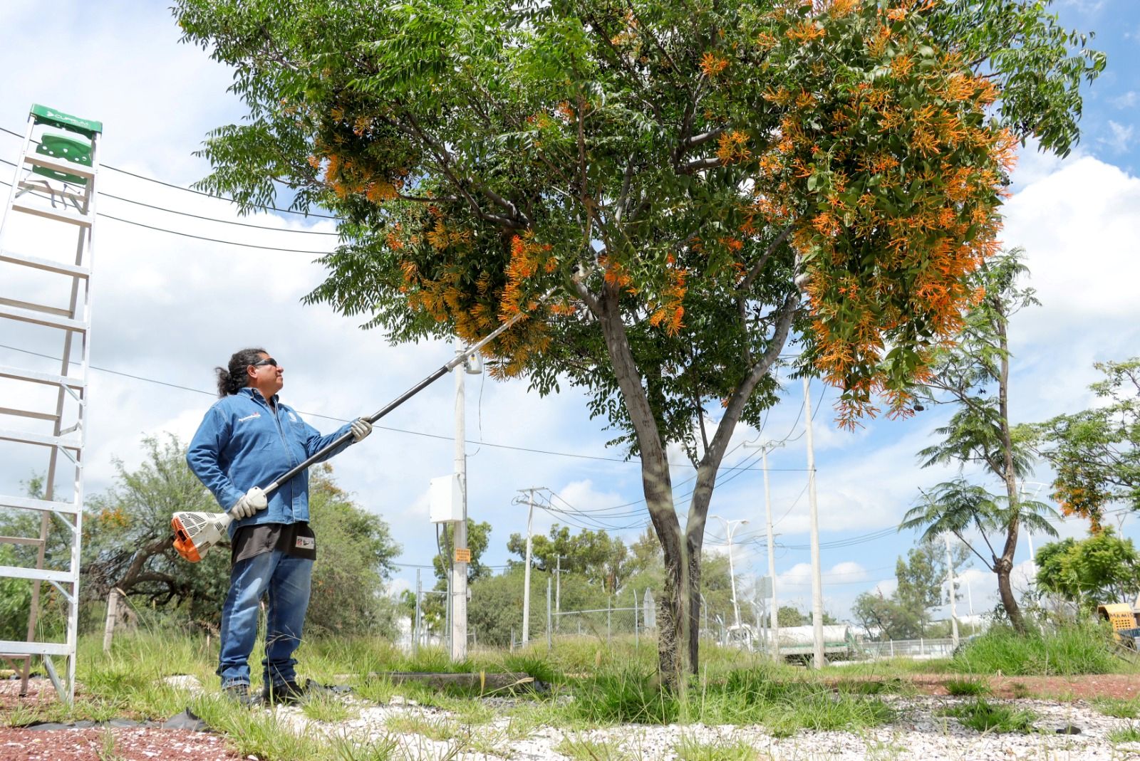 Servicios Públicos busca controlar plagas en árboles de Aguascalientes