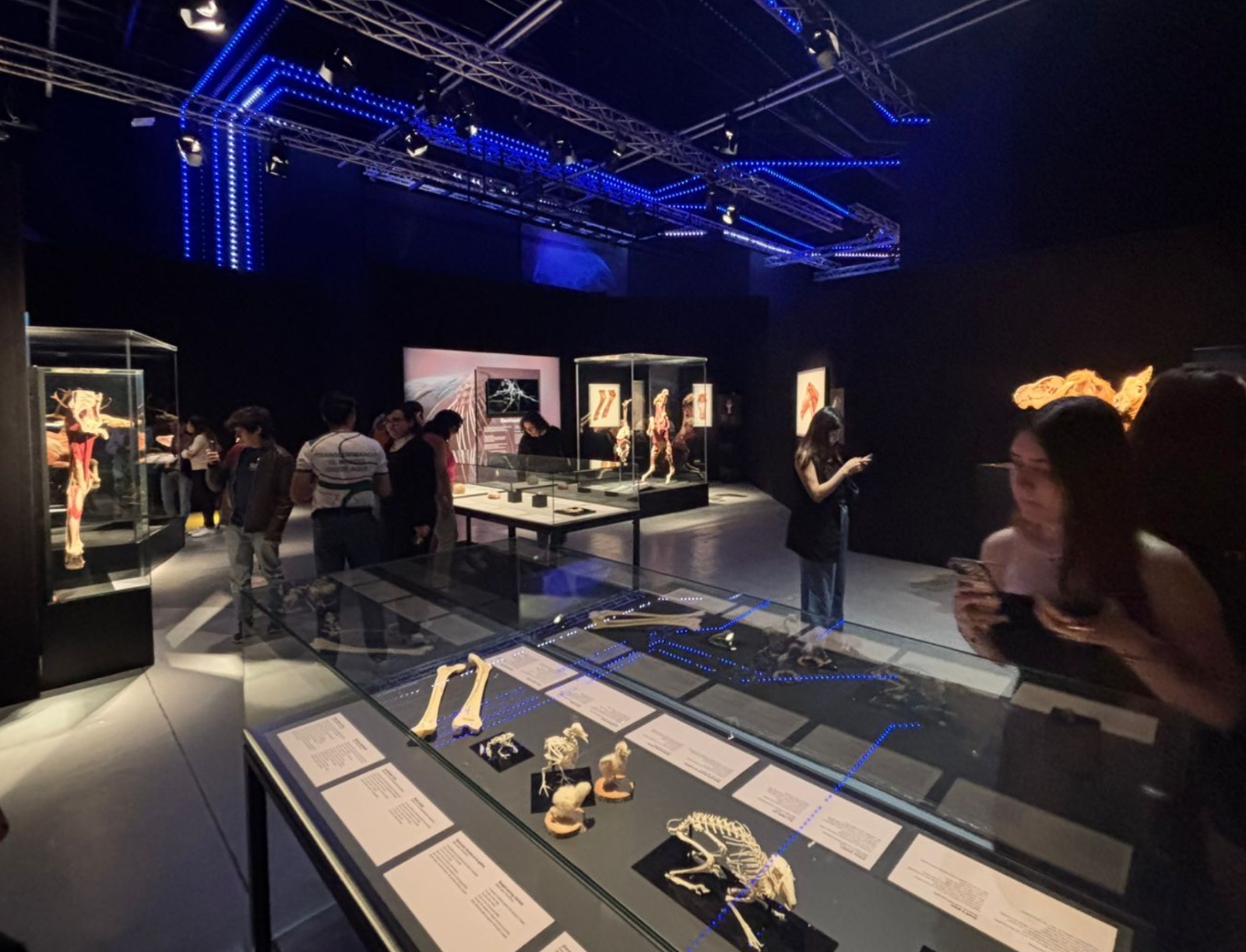 Descubre la anatomía animal en BODY WORLDS: Animal Inside Out, ahora en León