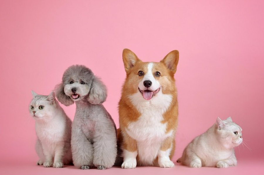 Peternos: el crematorio de mascotas en Aguascalientes que convierte la despedida en una caricia infinita