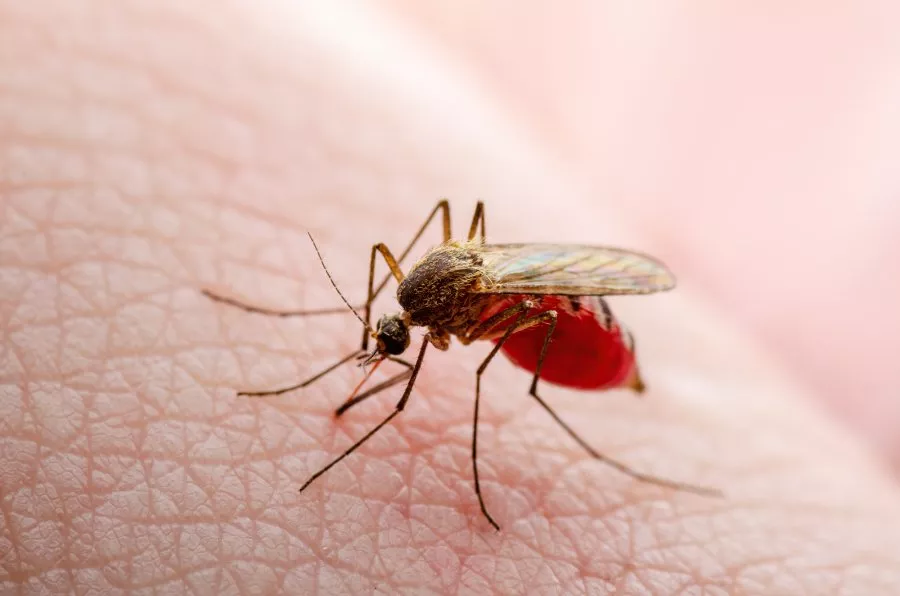 ¿Te pican muchos mosquitos? Esta bebida atrae a los insectos