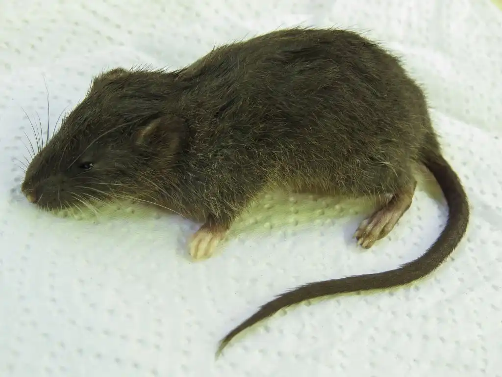 Nueva especie de roedor es identificada en la selva central del Perú