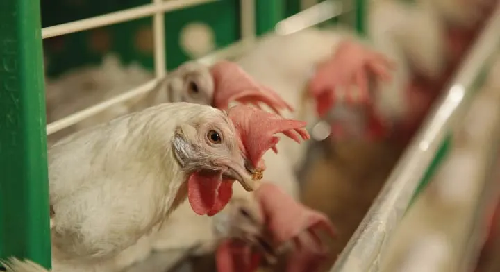 Aguascalientes, segundo lugar nacional en producción de carne de pollo: SEDRAE