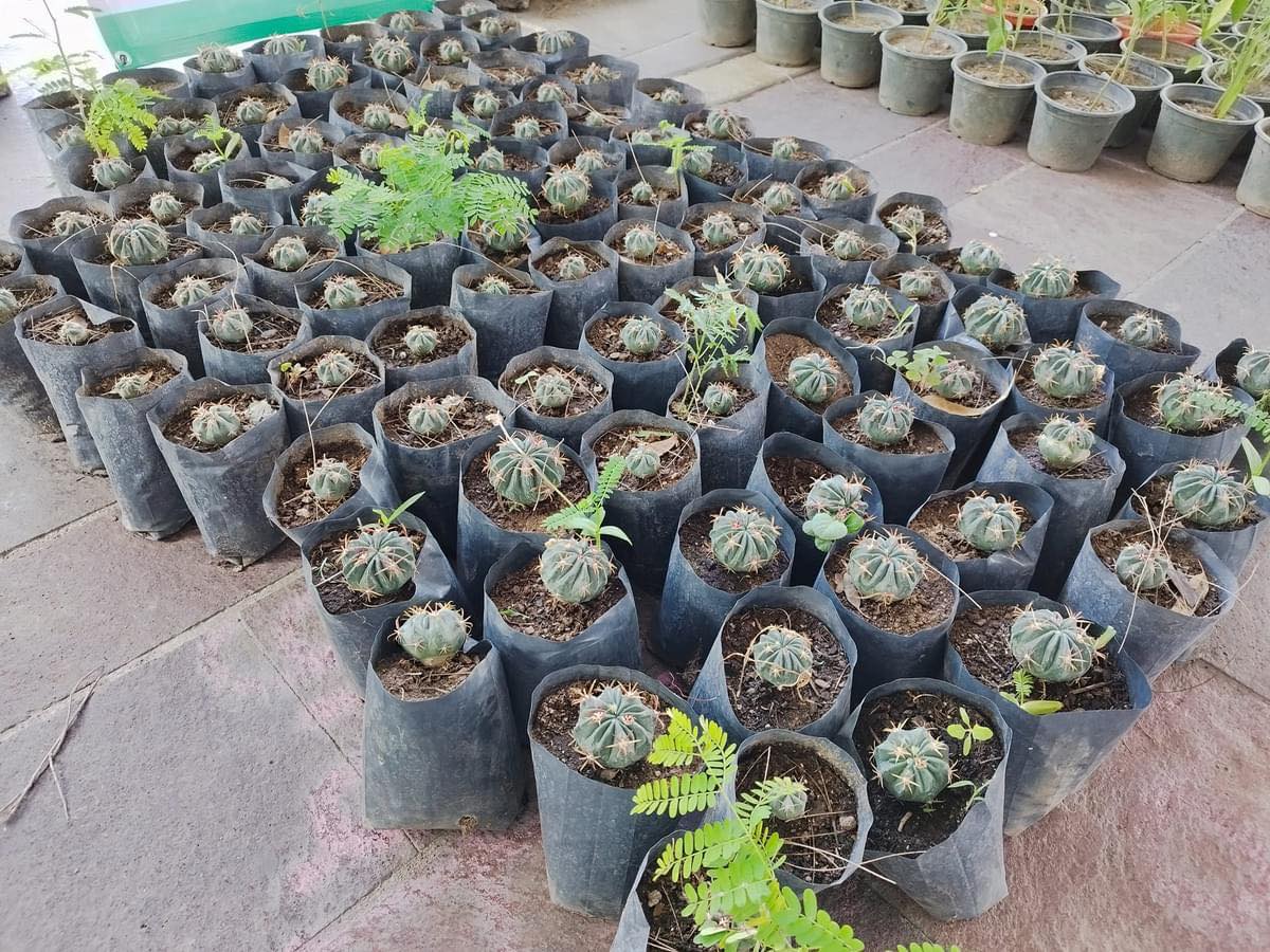 Acude este martes por tu planta o árbol en los tres viveros estatales