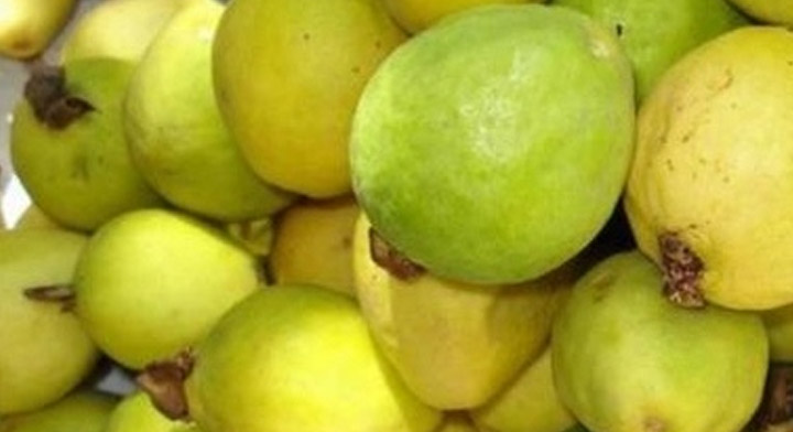 Aguascalientes, segundo lugar a nivel nacional en producción de guayaba