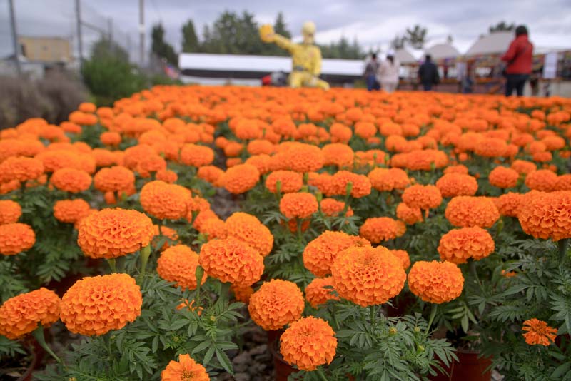 Día de Muertos: Atlixco abastecerá 14 estados con Cempasúchil y flores típicas