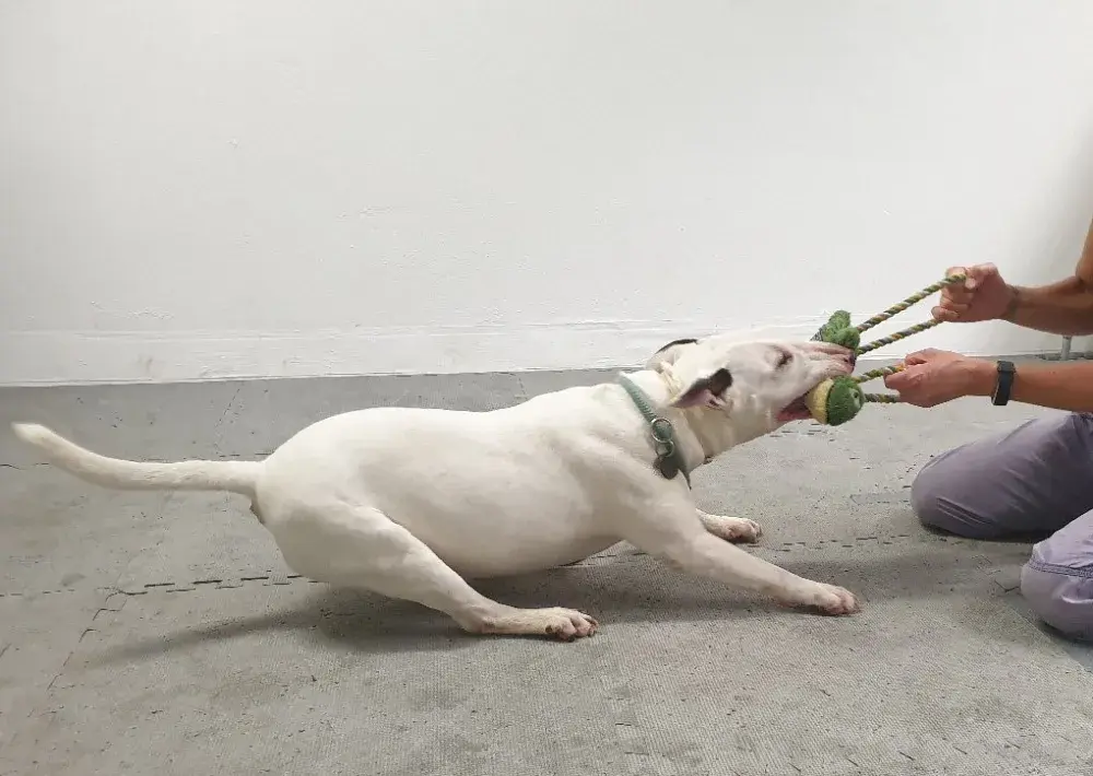 ¿Tu perro no suelta su juguete favorito? La ciencia explica que puede ser adicto