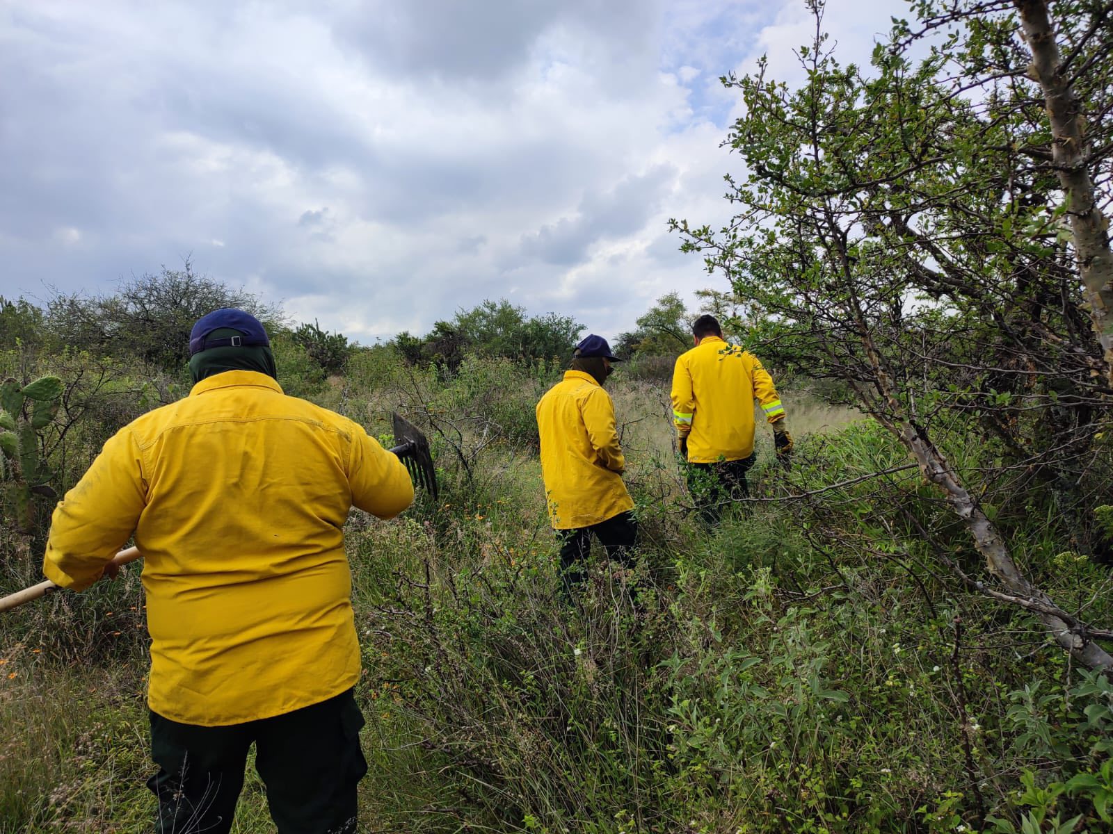 Conoce cómo se previenen los incendios forestales