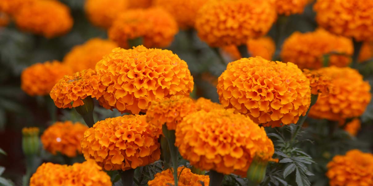 Día de Muertos: Atlixco abastecerá 14 estados con Cempasúchil y flores típicas