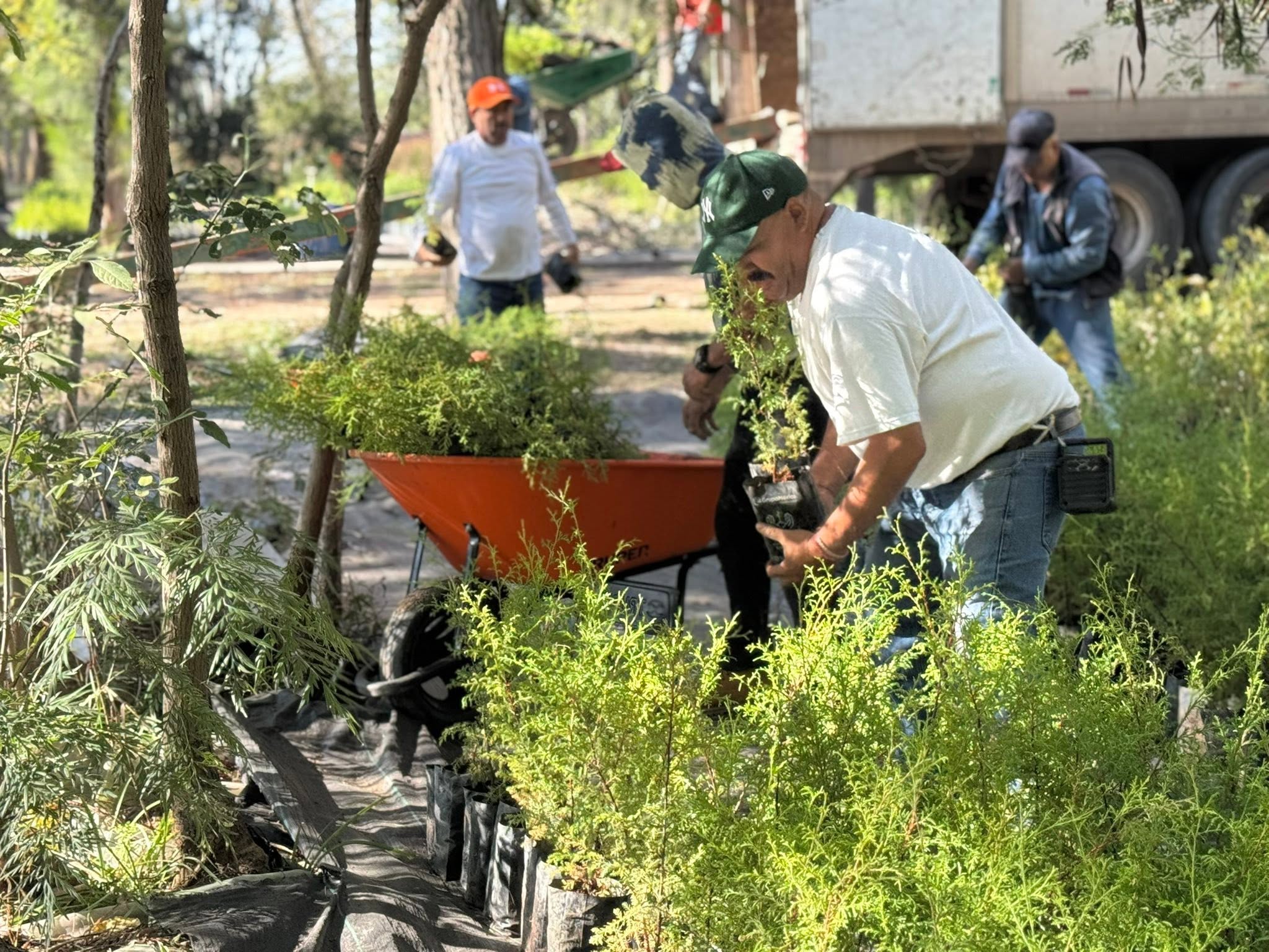 ¡Donan 100 mil árboles para reforestar Aguascalientes!