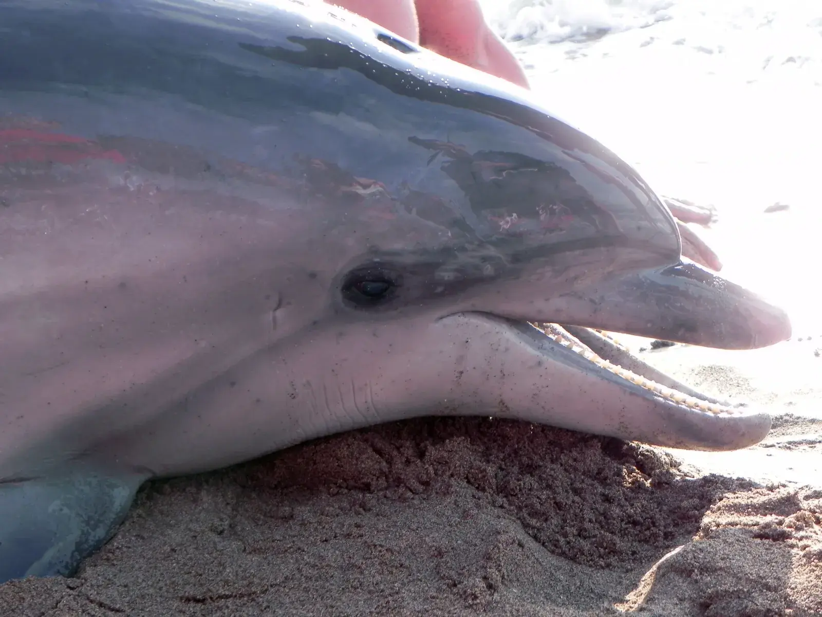 La sorprendente razón detrás de los delfines varados: podrían tener alzhéimer