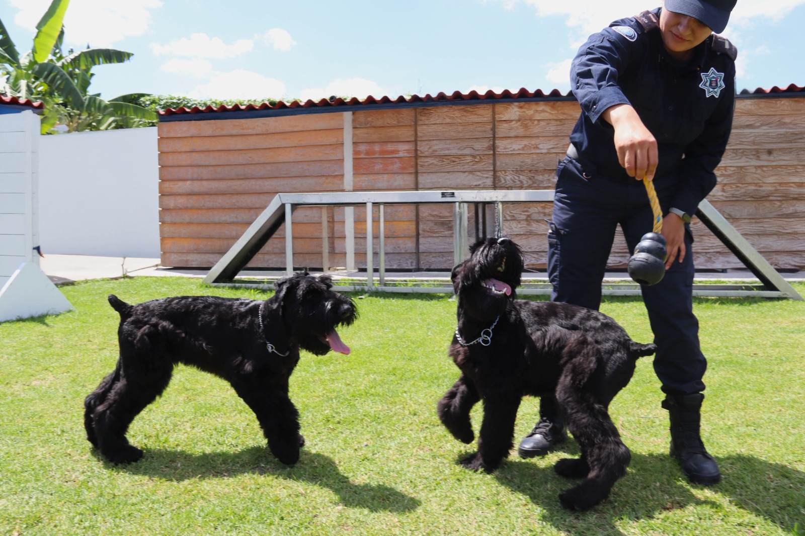 Conoce a Delta y a Ranger, dos cachorros del Grupo K9, de la SSPE