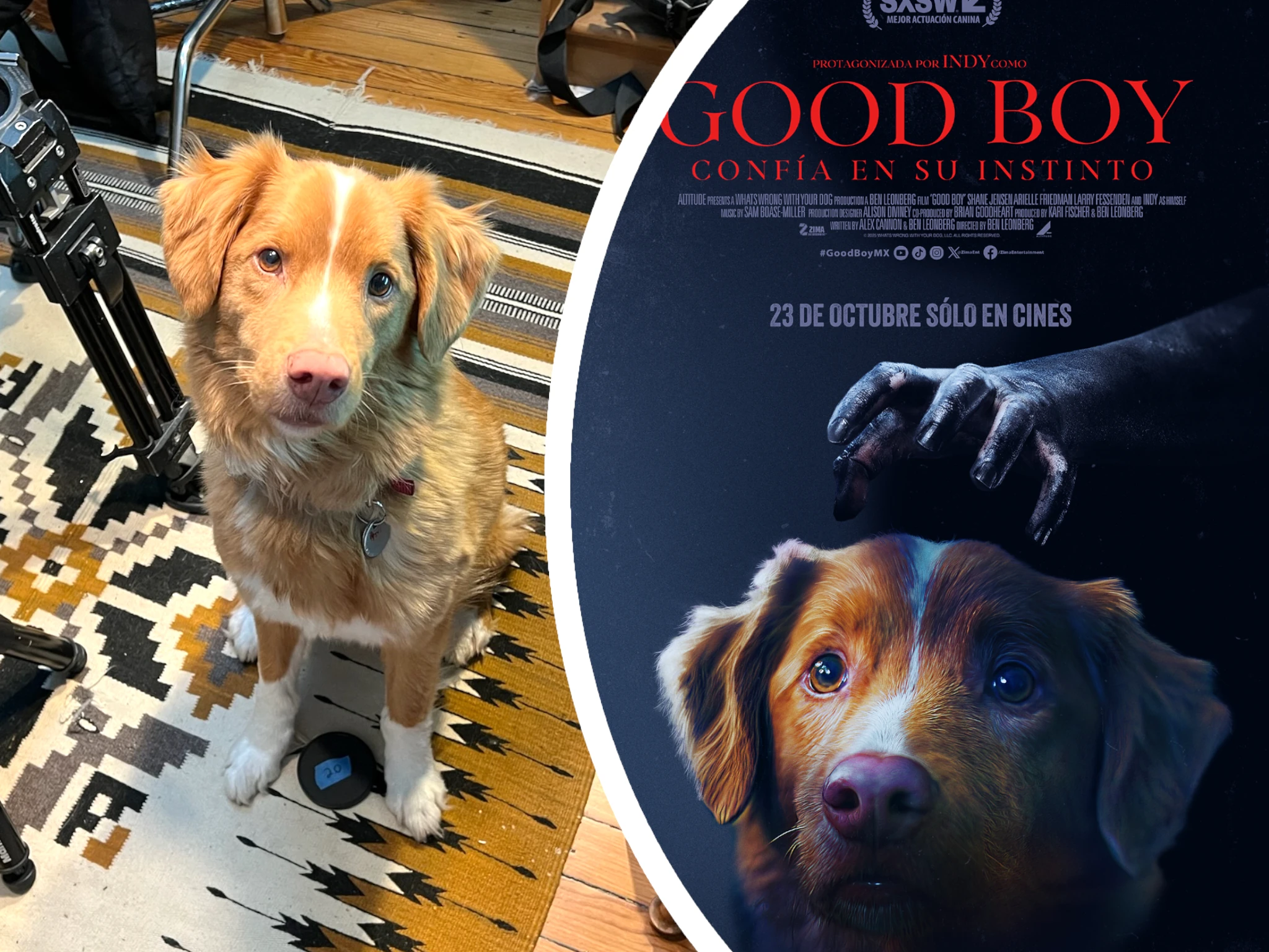Goodboy se estrena en cines: el perro protagonista que revolucionó la actuación en el cine de terror
